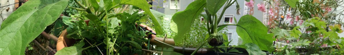 La donna che sussurrava ai rapanelli