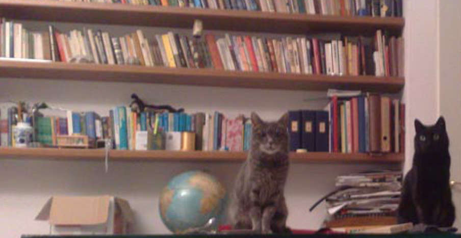 gatti eds