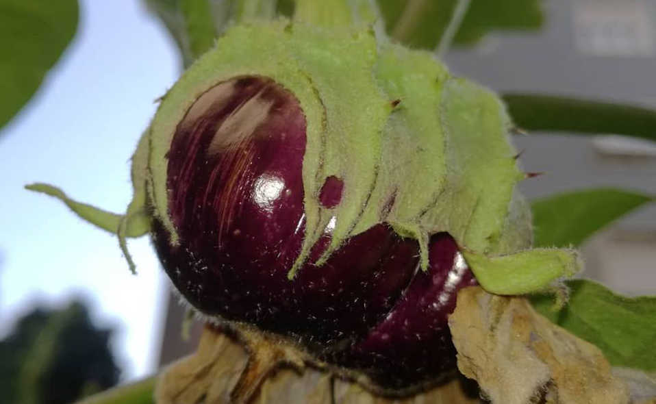 giovani melanzane si affacciano alla finestra2