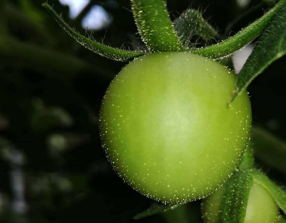 la donna che sussurrava ai pomodori verdi