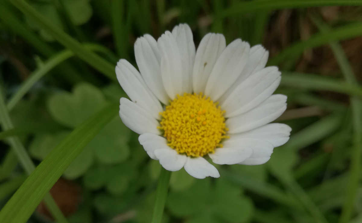 la verita francesco margherita e i misteri della natura