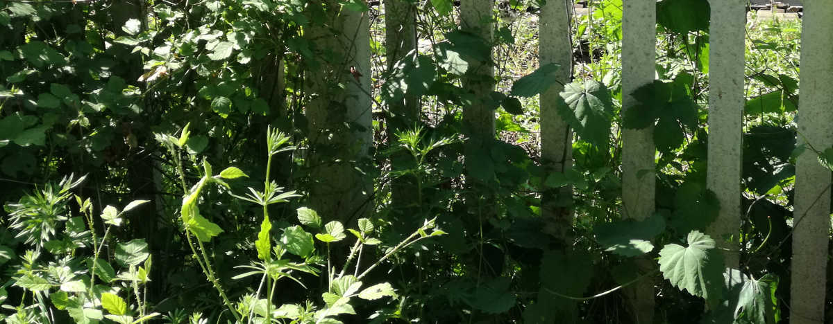 lo steccato per parlar dei cinque sensi cominciamo dal naso