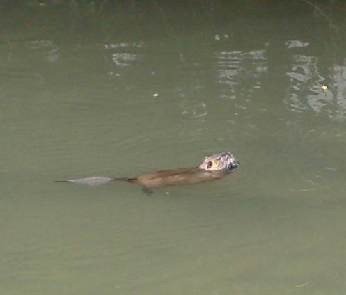 Finalmente ho fotografato la nutria
