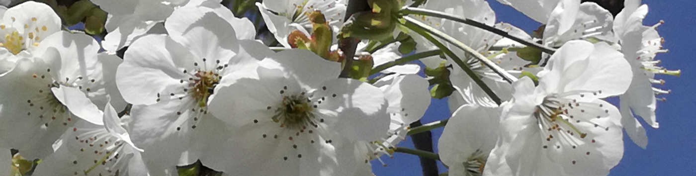 recensioni di libri che mi sono piaciuti