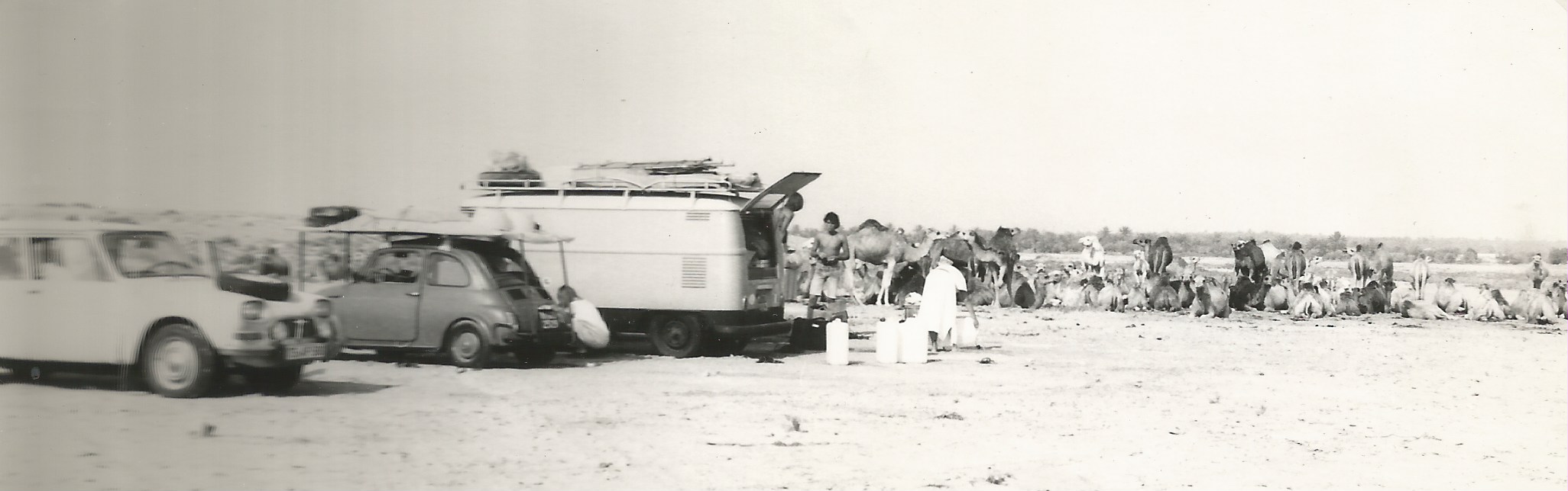 sahara cammelli cammellini cammellieri