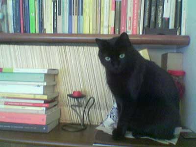 il mio gatto strillo il 17 11 07
