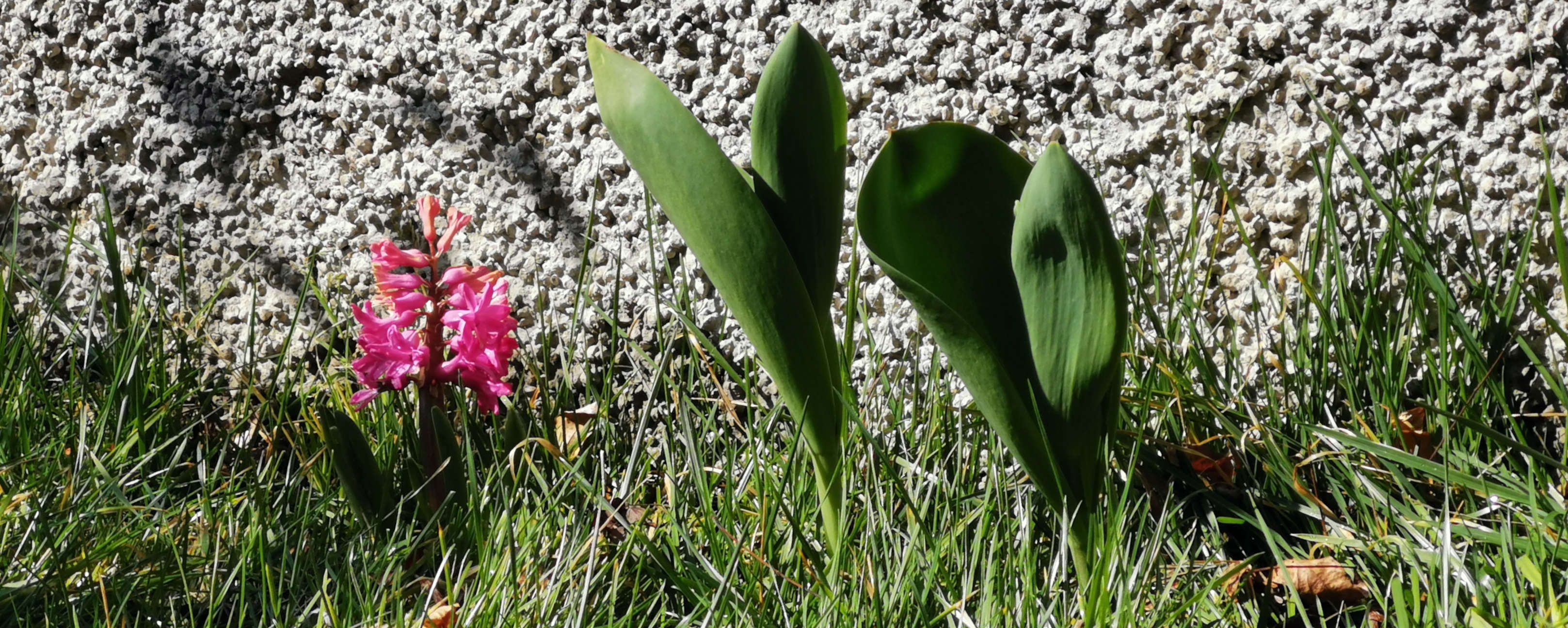 Una piccola forma di immortalità